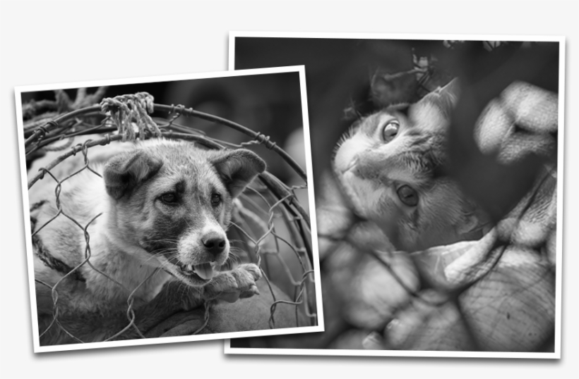 Dog And Cat Meat Trade - Dog Meat, transparent png download