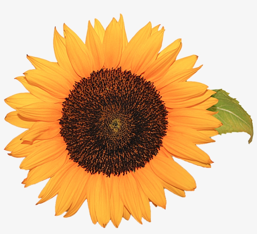 Flower Sunflower Yellow - Sunflower, transparent png download