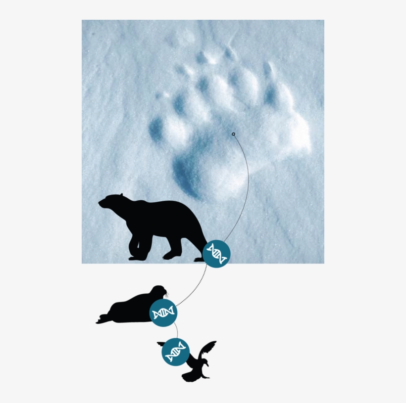 Dna Extraction Turns A Soggy Polar Bear Footprint Into - Polar Bear Foot Print, transparent png download