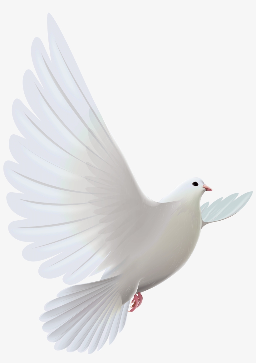 White Dove Transparent Png Clipart - White Dove Bird, transparent png download