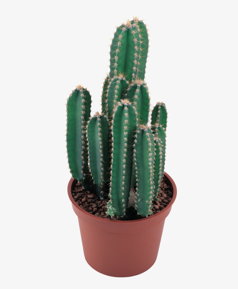 Cactus Png Image - Abstract Of Cactus Art, transparent png download