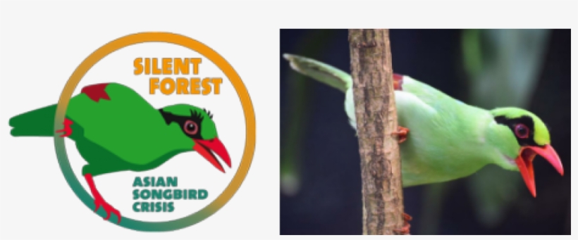 Read More About The New Eaza Silent Forest Campaign - Eaza Silent Forest Campaign, transparent png download