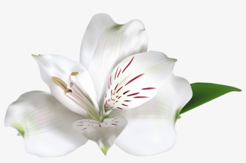 Free Png Download White Alstroemeria Png Images Background - Alstroemeria White Png, transparent png download