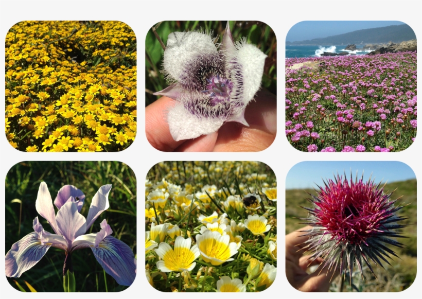 It's Up To Us That Is, Everyone But Billy Ray Cyrus' - Crocus, transparent png download