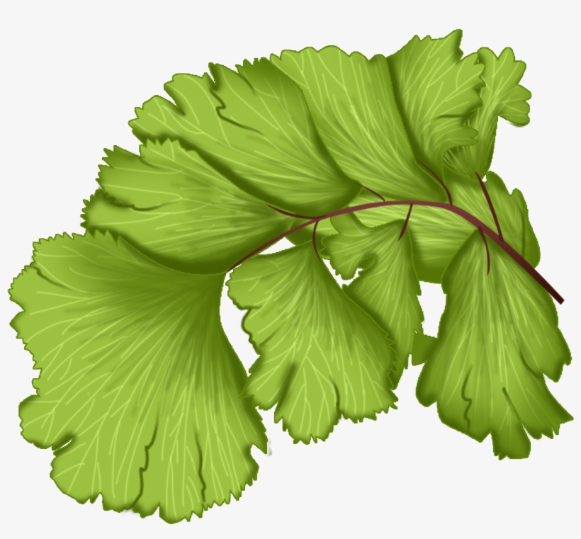 Maidenhair Fern Plant Green Leaves Png And Psd - Leaf Vegetable, transparent png download