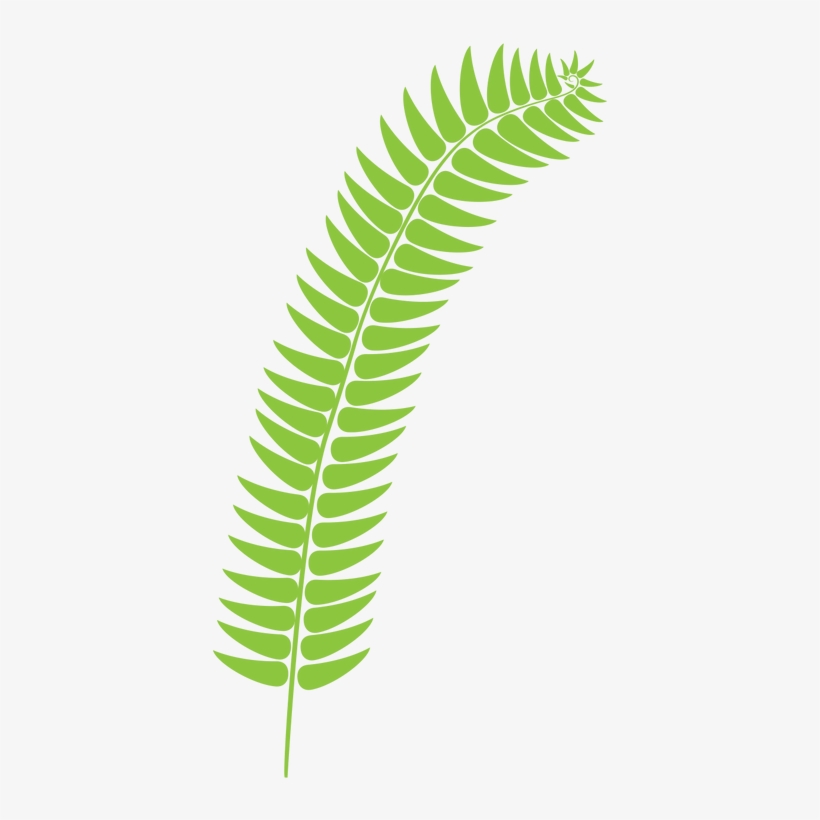 Fern Light Green - Fern, transparent png download