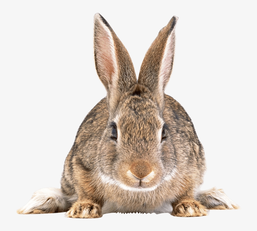 Rabbit Control Removal By Swat Pest Control Ltd - Domestic Rabbit, transparent png download