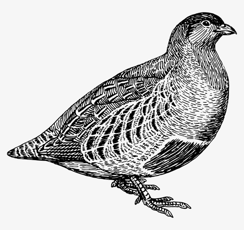 Free Vector Partridge - Partridge Line Art, transparent png download