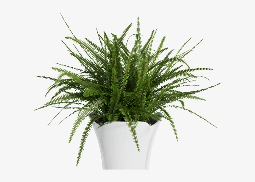 Plant Big - Palm - Houseplant, transparent png download
