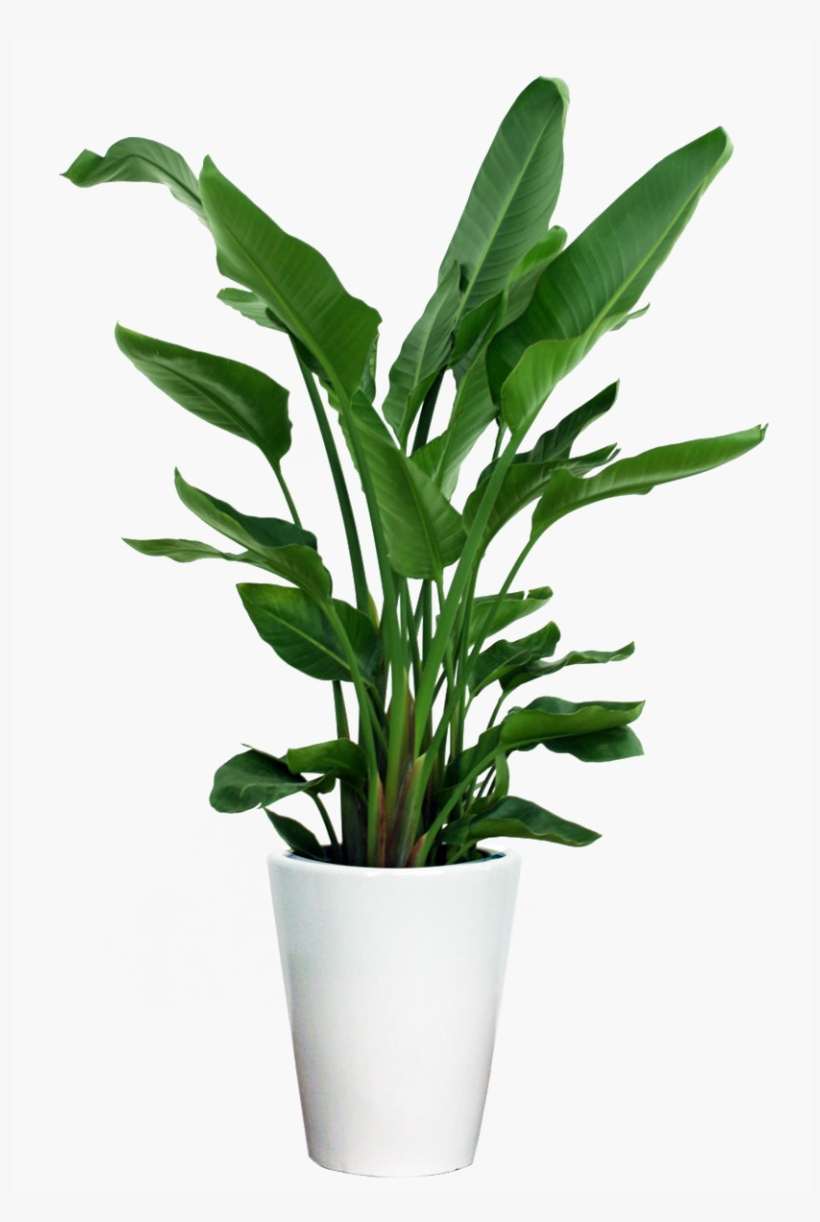 Deluxe House Plant - オーガスタ 10 号, transparent png download