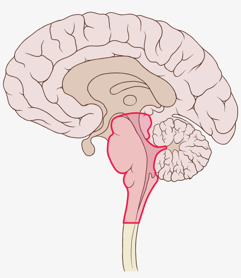 Evidence Suggests That Sudep May Be Caused By Seizures - Brain Sagittal, transparent png download