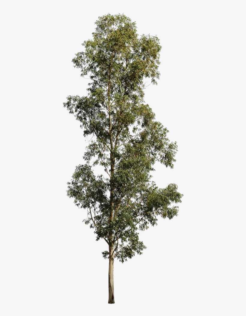 Eucalyptus Globulus Ii - Tree Cut Out PNG Image | Transparent PNG Free