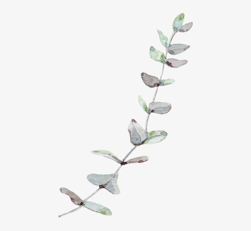 Eucalyptus Leaf Leaves Trees Gum Wind Nordic Clipart - Eucalyptus Png, transparent png download