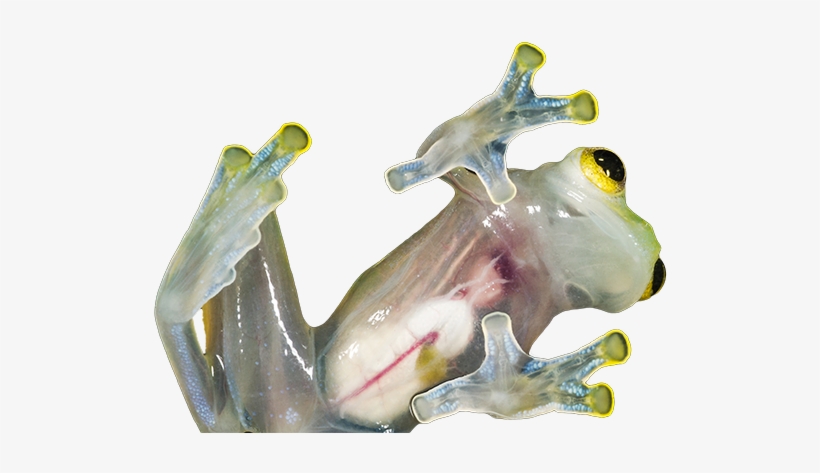 Glass Frog - Glass Frog Png, transparent png download