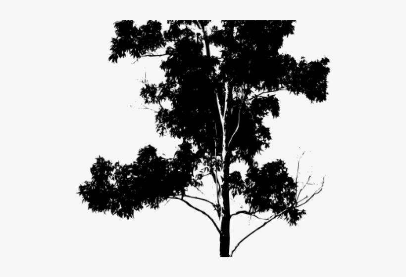 Eucalyptus Clipart Eucalyptus Tree - Clip Art, transparent png download