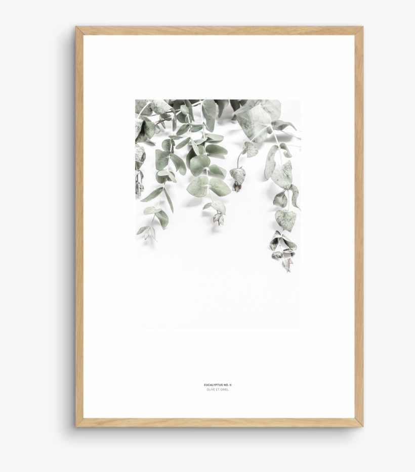 Eucalyptus No - Ii - Corymbia Ficifolia, transparent png download