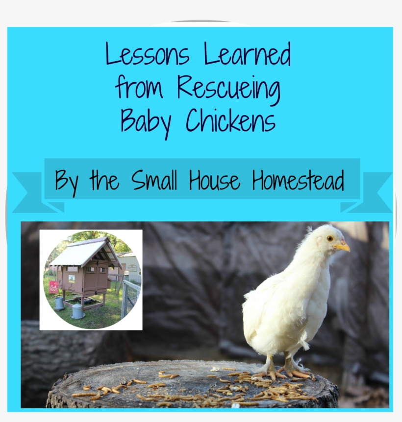 Banner Sample Jpeg - Chicken, transparent png download