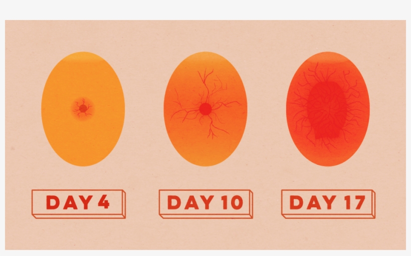 Candling Incubated Chicken Egg - Circle, transparent png download