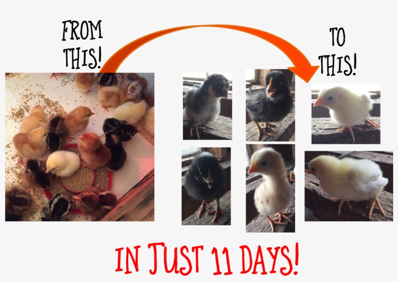 Plus There's More To Do At The Farm Including Picking - Bird, transparent png download