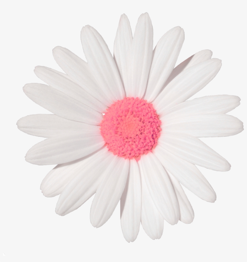 Trans Par En Made Transparent Trans Par En Her Name, transparent png download