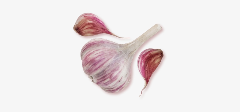 Garlic, transparent png download