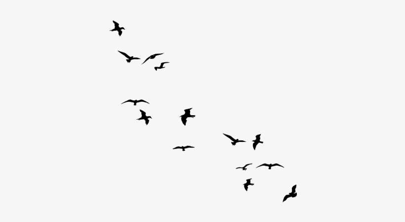 White Bird Flying Png - Black Bird For Edit, transparent png download