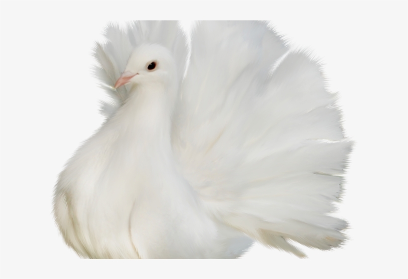 Dove Clipart Memorial - Pigeons And Doves, transparent png download