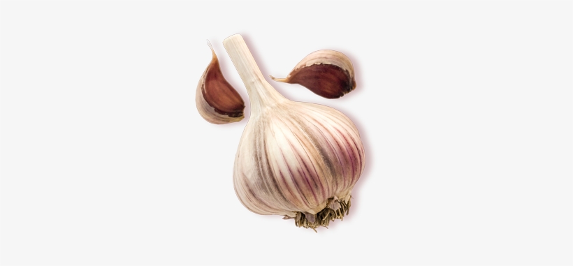 Garlic, transparent png download