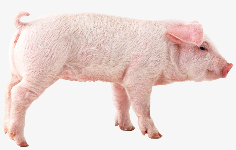 Pig Png Image - Pig Png, transparent png download