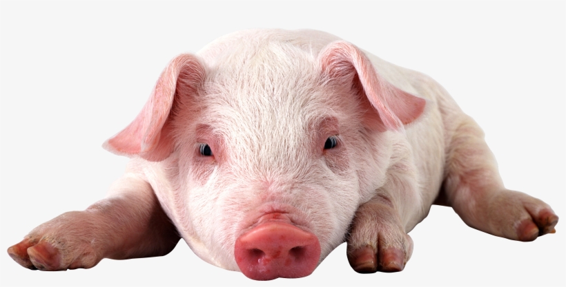 Pig Png, transparent png download