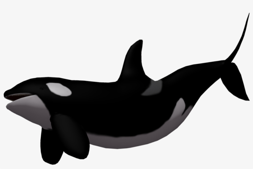 Pin By Vasilica Rubina On Art - Killer Whale No Background, transparent png download