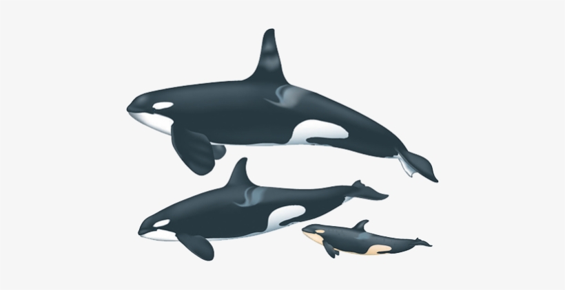 Whale Transparent Orca - Male And Female Orca, transparent png download
