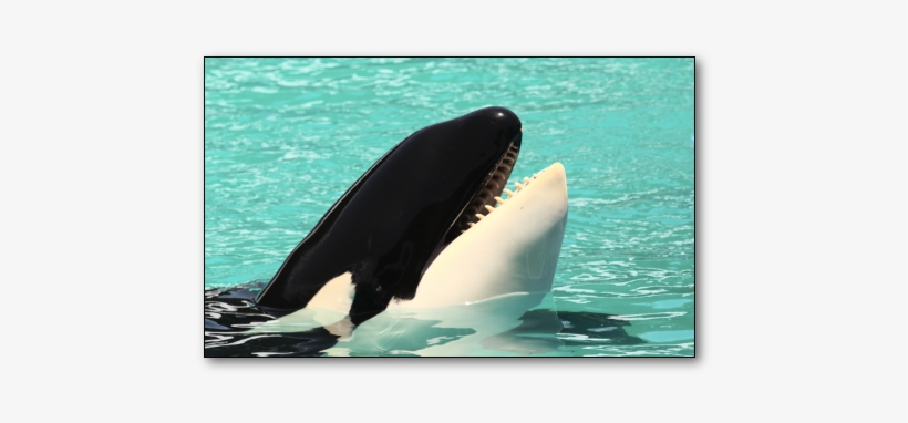 Killer Whale, transparent png download