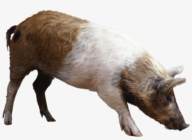Pig Png Image - Pig Png, transparent png download