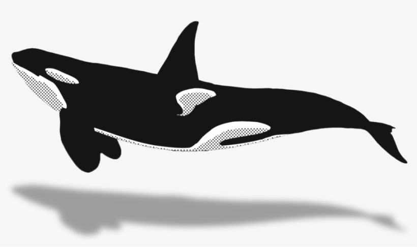 Whaletrips Norway The Best Tips For Watching - Killer Whale, transparent png download