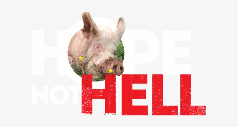 Hope Not Hell - Domestic Pig, transparent png download