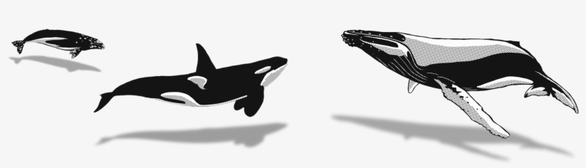 December - Killer Whale, transparent png download