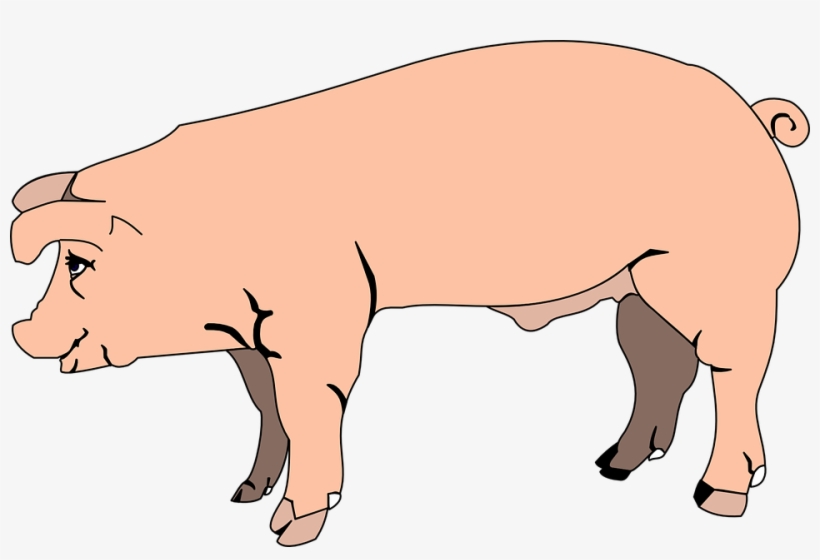Cute Pig Png Hd Transparent Cute Pig Hd - Male Pig Clipart, transparent png download