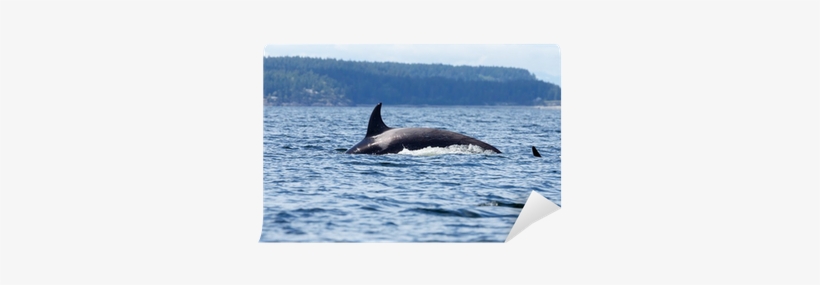 Killer Whale, transparent png download