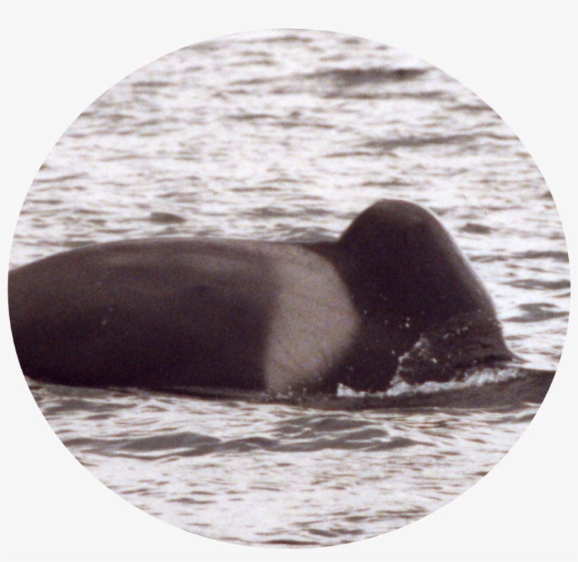 Floppyfin - Killer Whale, transparent png download