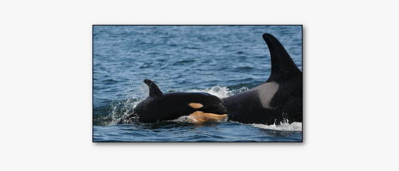 Baby J51 With Mom J41 (eclipse), Born February, - Killer Whale, transparent png download