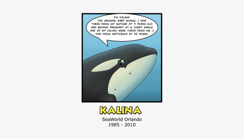 Photo 5025533 Zps9reg176d - Kalina Whale, transparent png download