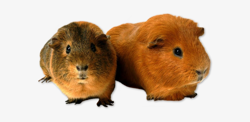 Guinea Pig Png - Guinea Pig Transparent Png, transparent png download