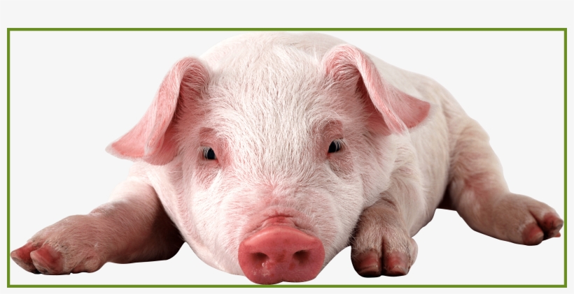 Fascinating Pig Png Animal And Pic For Cute Eating - Baby Pig Png, transparent png download