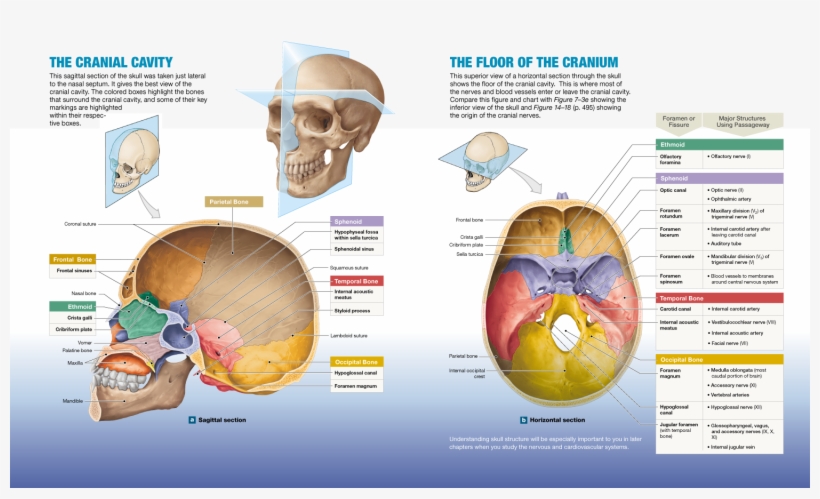 7 2 The Skulls 8 Cranial Bones Protect The Brain And - Skull, transparent png download