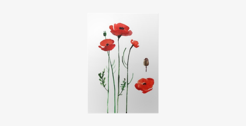 Watercolor Poppy - Watercolor Painting, transparent png download