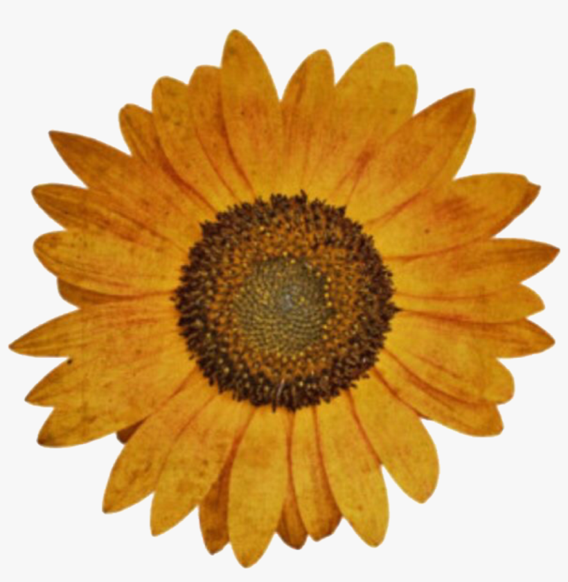 Flowers, Png, And Niche Meme Image - Transparent Niche Meme Pngs, transparent png download