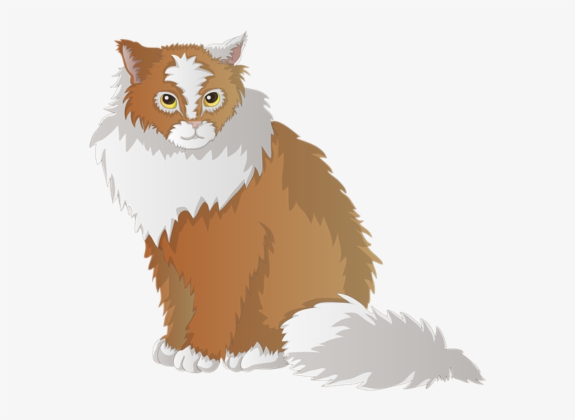 Cat, Burma, Animal, Breed Cat, Cute, Pet, Domestic - Cat, transparent png download