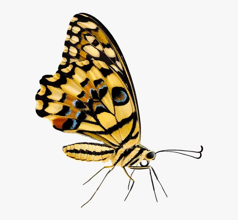 Png Images, Pngs, Insects, Bugs, Insect, Bug (id 55106) - All Body Parts Of Butterfly, transparent png download