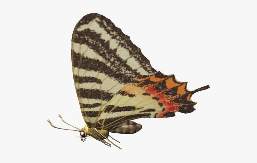 Ld Ais Butterfly 1 - Skipper (butterfly), transparent png download